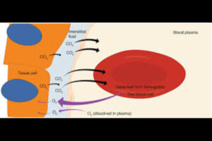 Blood Stage (Erythrocytic Cycle):