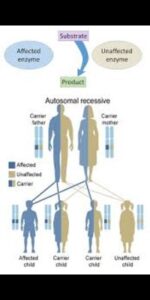 Mosquito hereditary characteristics: