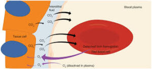 Endocrine troubles