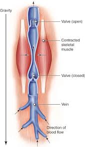 2.What's the blood strain?