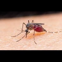 Sarasota Malaria Alert