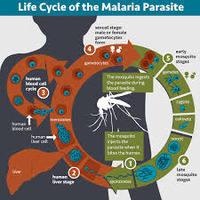 The lifestyle cycle of malaria parasites