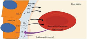 The spores multiply and grow inside the liver once they have connected themselves to it.