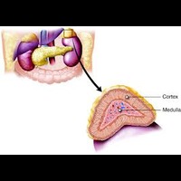 2.1 The Biology of Sickle cellular disorder