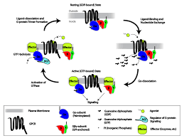 A Complex Cycle