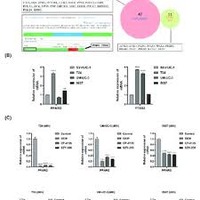  Tumors and most cancers Detected