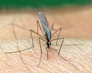 Types of Malaria Virus: Crucial Insights on Variations