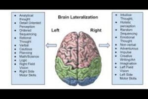 The concept of Left-Brained vs. Right-Brained humans