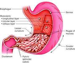 Dealing with Gastrointestinal signs