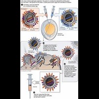 3.Flu Season 2025: What Makes It one-of-a-type?