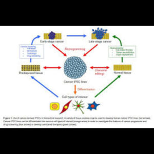 Russia’s Contribution to cancer research